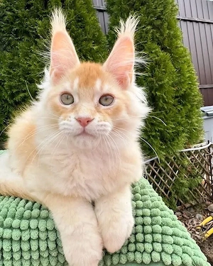    Hier ist der zukünftige sanfte Riese, der kleine Löwe in spe!