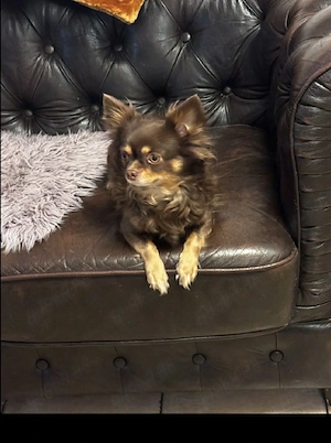 Winzige langhaarige Chihuahua-Welpen suchen ein liebevolles Zuhause   