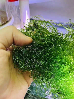 Meerwasser-. Salzwasser-, Makroalge: Drahtalge, Chaetomorpha linum Bild 2