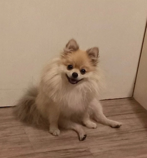 Pomeranian 4 Jahre alt bitte lesen
