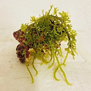 Meerwasser-, Salzwasser-, Makroalge: Caulerpa, Kriechsprossalge, brachypus, oligophylla
