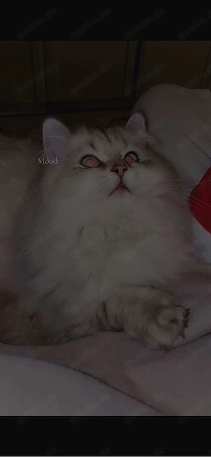 katze Britische kurz Haare