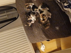 Baby Katzen zu Verkaufen 