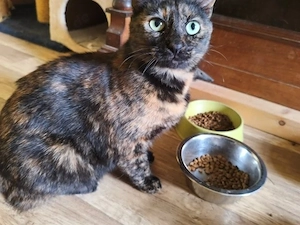 Gemütliche Schmusekatze Tala sucht Kuschelplätzchen Bild 4