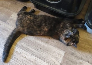 Gemütliche Schmusekatze Tala sucht Kuschelplätzchen Bild 2