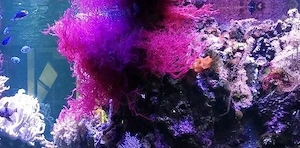 Meerwasser-, Salzwasser-, Makroalge: Dragons Breath, Halymenia Bild 2