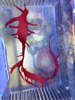 Meerwasser-, Salzwasser-, Makroalge: Dragons Breath, Halymenia Bild 6