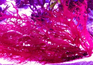 Meerwasser-, Salzwasser-, Makroalge: Dragons Breath, Halymenia
