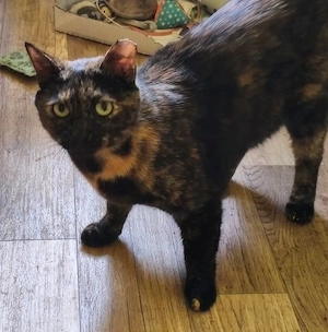 Gemütliche Schmusekatze Tala sucht Kuschelplätzchen Bild 3
