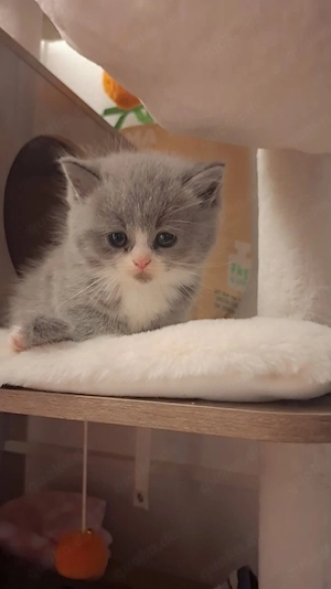 Kleine katzen