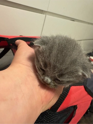 Bkh kitten suchen neues zuhase 