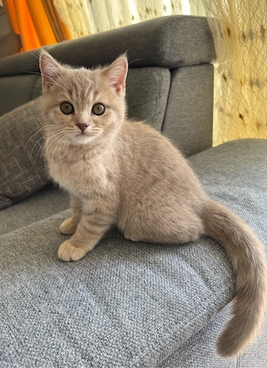 Süßes Britisch Kurzhaar Kitten