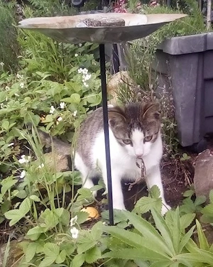 Wurzel   ein verrücktes Katerkind zum Verlieben Bild 5