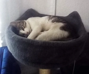 Wurzel   ein verrücktes Katerkind zum Verlieben Bild 4