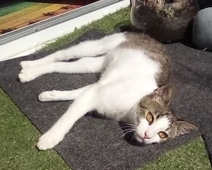 Wurzel   ein verrücktes Katerkind zum Verlieben Bild 2