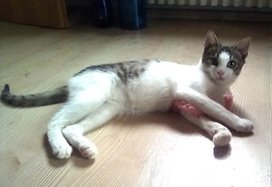 Wurzel   ein verrücktes Katerkind zum Verlieben Bild 3