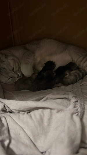4 süße British Shorthair Kitten suchen ein liebevolles Zuhause     Geboren am: 17.05.2026   Abgabe a