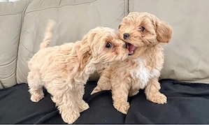 Maltipoo-Welpen - nur noch ein Weibchen abzugeben
