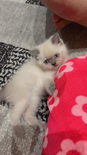 BKH Kitten