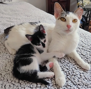 Karina und ihre Kitten suchen ein Zuhause
