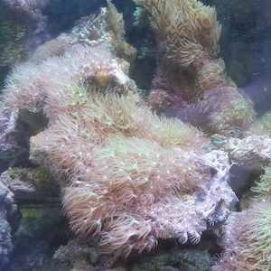 Meerwasser lebendgestein mit affenhaar bewachsen Bild 2