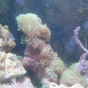 Meerwasser lebendgestein mit affenhaar bewachsen Bild 3