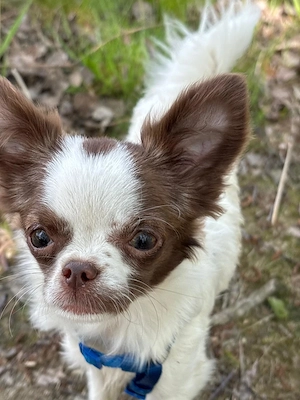 Junge langhaar Chihuahuahündin sucht ein neues Zuhause 