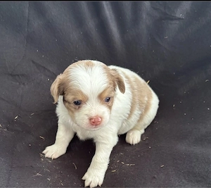 Langhaar Chihuahua welpen