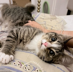 Drei Babykatzen, 2 Weibchen und 1 Männchen 