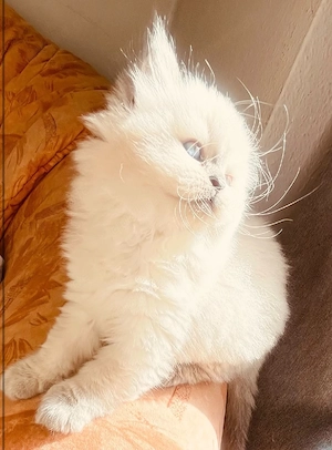    Wunderschöner Britisch Langhaar Kater   