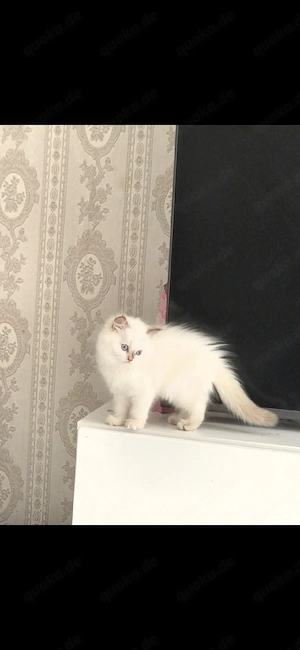 Wunderschöne katzen suchen neues zuhause 
