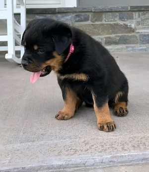 Superniedliche und gesunde Rottweilerwelpen