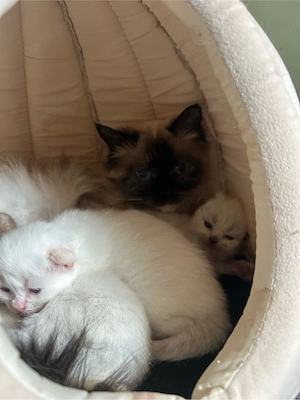 Junge Birma-Katzen