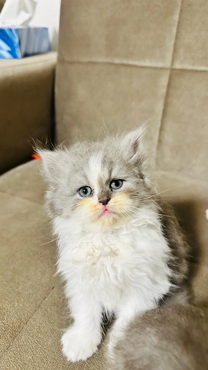 kitten verkaufen