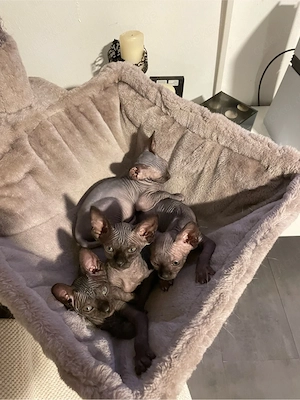 Süße Sphynx Kitten ab Juli abzugeben (privat)