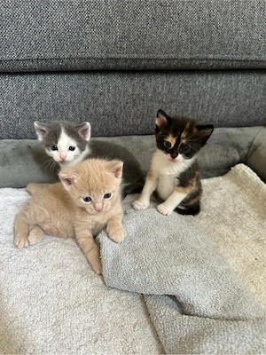Süße Katzenbabys suchen ein liebevolles Zuhause   