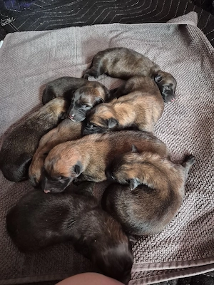    Wunderschöne Belgische Schäferhund   Malinois Welpen suchen liebevolles Zuhause   
