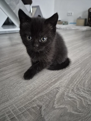 Kitten BKH reinrassige 