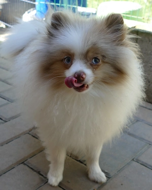 Typvoller Zwergspitz Pomeranian mit blauen Augen sucht tolles Zuhause Bild 2