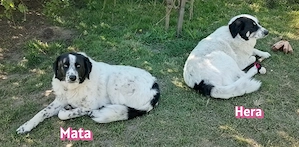 Mata 09 23 - wartet in 86529 Schrobenhausen, würde gern bei Hera bleiben
