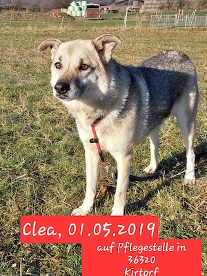 Oma Clea sucht ihre Familie 