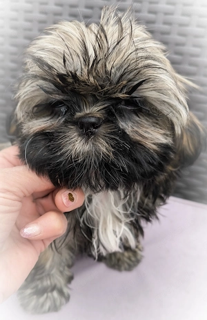 Imperial Shih Tzu 1 Rüde und 1 Weibchen Welpen klein