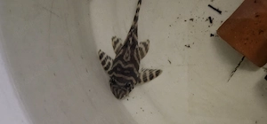 Hypancistrus L333, 14 Adulte Tiere