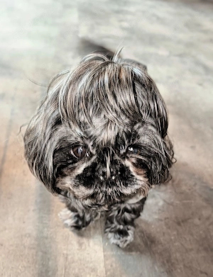 Imperial Shih Tzu Weibchen Erwachsen