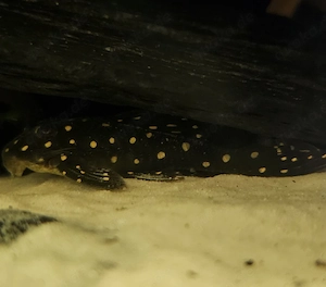 Hypancistrus L201 Orinoco Engelsharnischwels l201