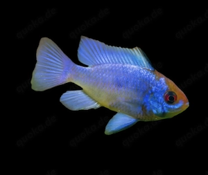 Electric Blue Schmetterlingsbuntbarsch Mikrogeophagus ramirezi 