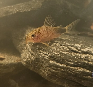 Corydoras Similis, Hoplisoma Similis