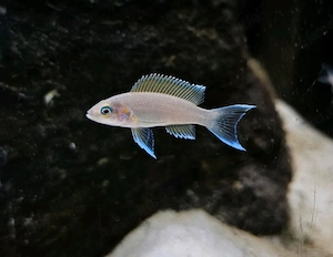 Neolamprologus pulcher daffodil,  Tanganjika Barsche