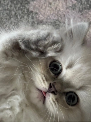 Britisch Langhaar Kater