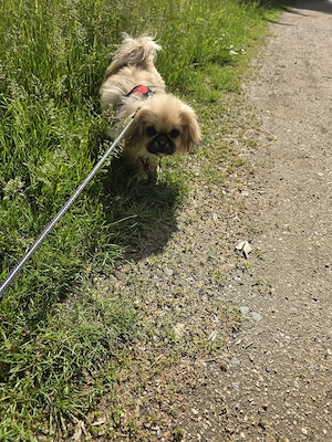 linu ist ganz leib und süß  sucht neues Zuhause 